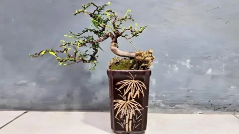 Exquisite Ulmus Micro Bonsai Tree with Curved Trunk Video stock 332056964
