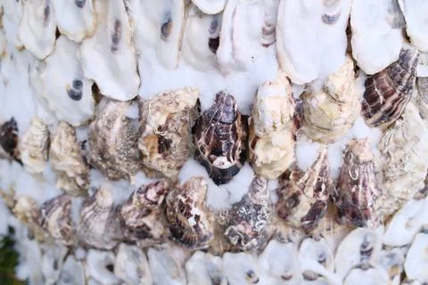 Exquisite white oyster shells stacked in a coastal afternoon display 库存照片