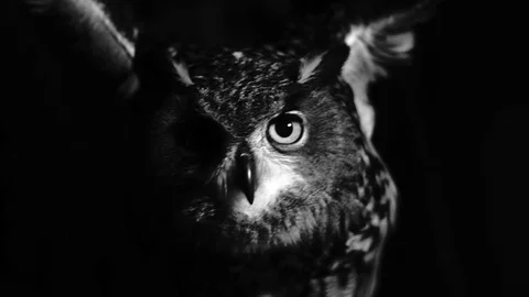 Exstraordinary shot of owl flapping wings in the night. Black and white shot. Stock-Footage 72243667