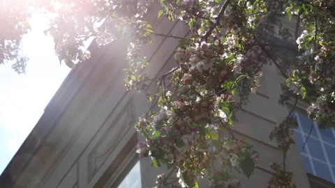 EXT BLDG LENS FLARE Stock Footage 183102110