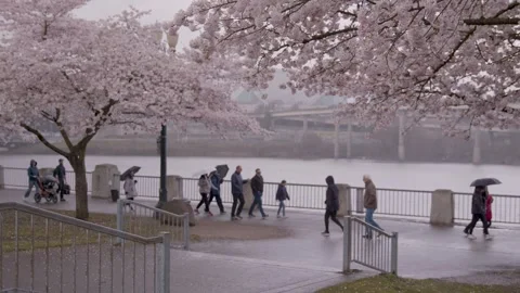 Ext Blossoms rain Stock Footage 260108028