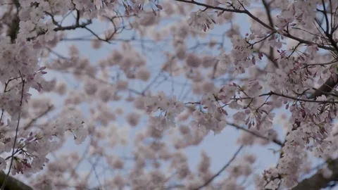 Ext CherryBlossoms Stock Footage 260104022