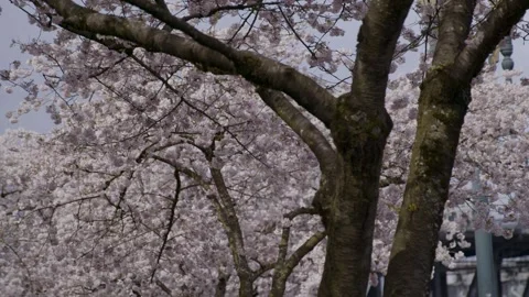 Ext CherryBlossoms SteelBridge Stock Footage 260108024