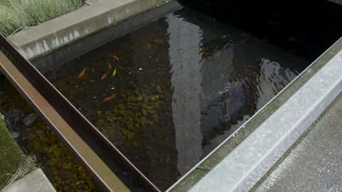 Ext City Pond Fish Stock Footage 260108021