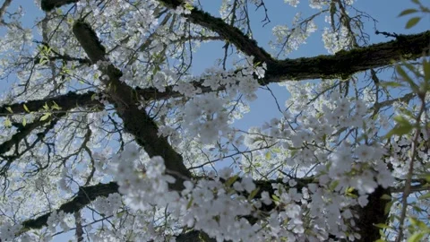 Ext Handheld WhiteCherryBlossoms Stock Footage 260108080