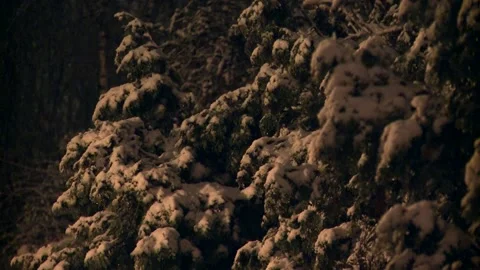 Ext Night Snow  Slow pan snow on trees Stock Footage 169998584