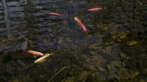 Ext PDX Pond Fish Stock Footage 260108051