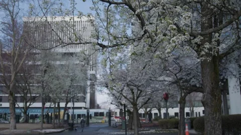 Ext Transit CherryBlossoms Stock Footage 260108079