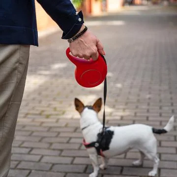 Extendable mail tied to a small dog, ready to take a walk down the street. 스톡 사진