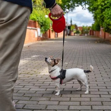 Extendable mail tied to a small dog, ready to take a walk down the street. 스톡 사진