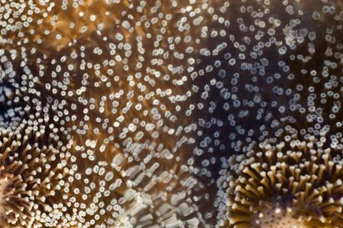 Extended coral polyps Stock Photos