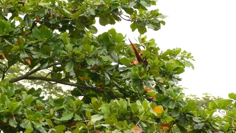 Extended one minute sequence of Scarlet Macaw feeding and foraging Stock-Footage 95600224