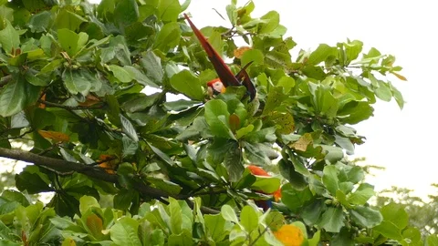 Extended one minute sequence of Scarlet Macaw feeding and foraging - 24fps 1080p 스톡 동영상 104127114