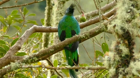 Extended one minute stunning view of the back of male Quetzal - 24fps 1080p Vidéo 104129080