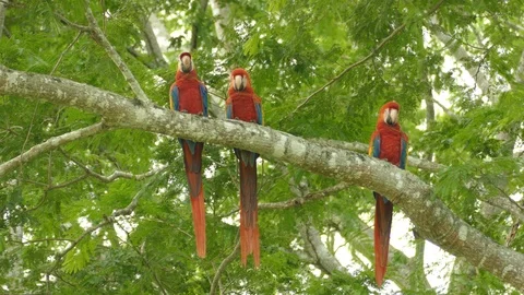 Extended sequence of 3 large parrot birds sitting on the same branch Stock Footage 95605653
