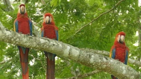 Extended sequence of 3 large parrot birds sitting on the same branch - 24fps Stock Footage 104122271