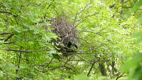 Extended sequence of natural behavior of monk parakeet duo in the wild Video stock 143940106