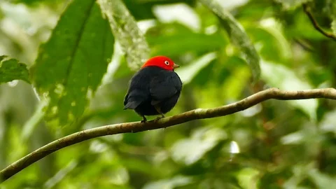 Extended shot of red capped manakin perched and twisting 180 Video stock 123553291