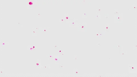 Extended Sparse Pink Plum Blossom and Ume Petals Falling, Alpha Stock Footage 337991760
