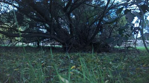 Extending tree Fotos de archivo