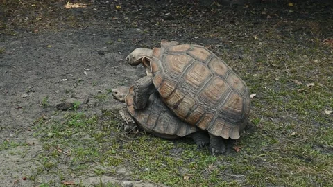 Extension of the genus. Turtles have sex... | Stock Video | Pond5