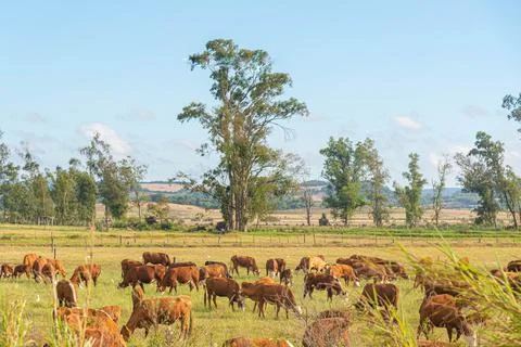 Extensive beef cattle breeding fields in the State of Rio Grande do Sul, Braz Stock Photos