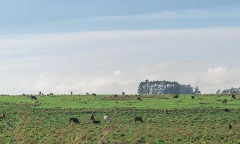 Extensive beef cattle breeding fields in the State of Rio Grande do Sul Brazi Stock Photos