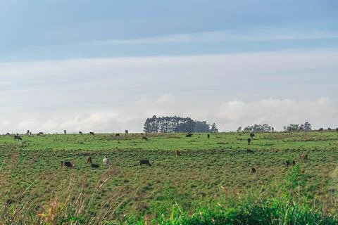 Extensive beef cattle breeding fields in the State of Rio Grande do Sul Brazi Stock Photos