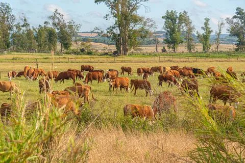 Extensive beef cattle breeding fields in the State of Rio Grande do Sul, Braz Stock Photos