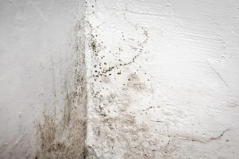 Extensive black mold stains spread on wall in living space,requiring cleaning Stock Photos