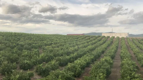 Extensive citrus fruit orchard with symmetrical rows of trees in Seville, Spain Stock Footage 337070214