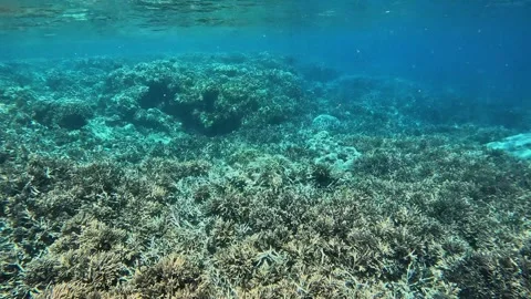 Extensive Coral Reef Stock Footage 328371297