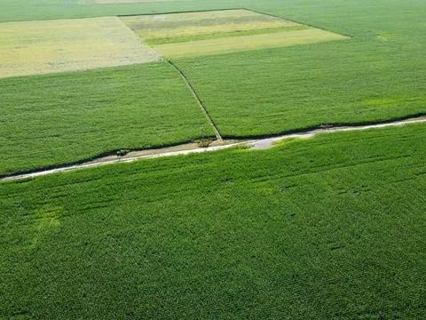 Extensive corn fields, top view. Green farm fields, landscape. Stock Photos