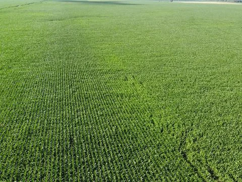 Extensive corn fields, top view. Green farm fields, landscape. Stock Photos
