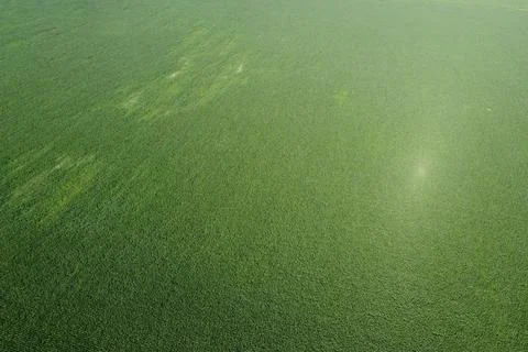 Extensive corn fields, top view. Green farm fields, landscape. Stock Photos