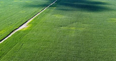 Extensive corn fields, top view. Green farm fields, landscape. Stock Photos