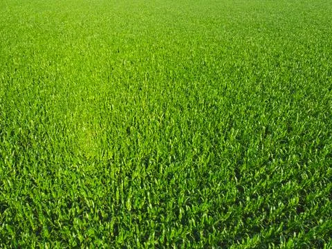 Extensive corn fields, top view. Green farm fields, landscape. Stock Photos