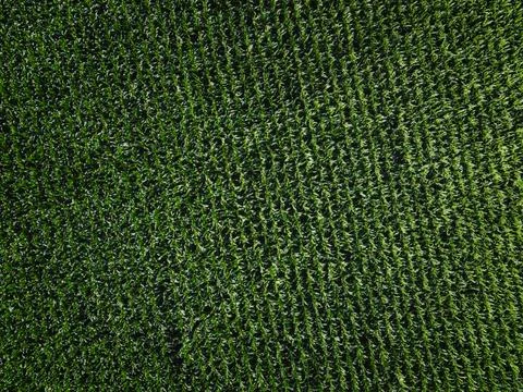 Extensive corn fields, top view. Green farm fields, landscape. Stock Photos