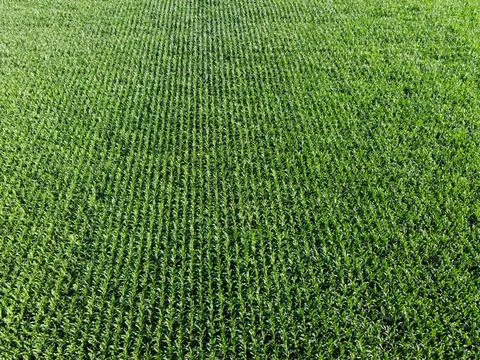 Extensive corn fields, top view. Green farm fields, landscape. Stock Photos