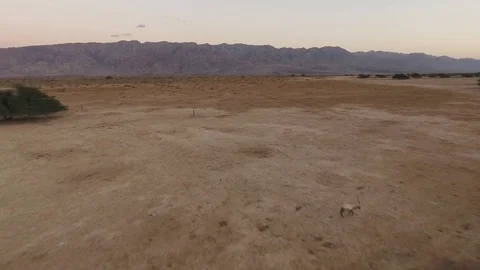 Extensive Farming in the Desert Stock Footage 70963119