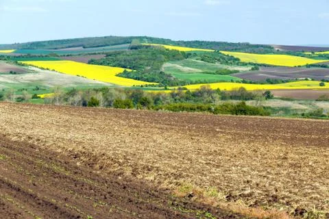 Extensive farmland with separate fields and blooming yellow rapeseed. Stock Photos