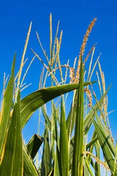 Extensive fields of corn to be harvested and fed to the population Stock Photos