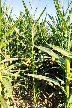 Extensive fields of corn to be harvested and fed to the population Stock Photos