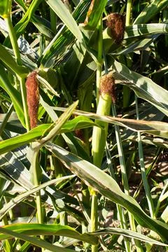 Extensive fields of corn to be harvested and fed to the population Stock Photos