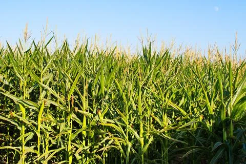 Extensive fields of corn to be harvested and fed to the population Stock Photos
