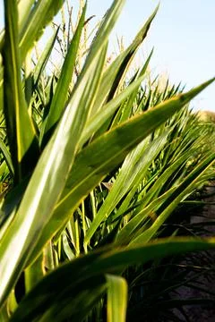 Extensive fields of corn to be harvested and fed to the population Stock Photos