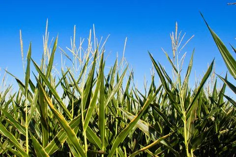 Extensive fields of corn to be harvested and fed to the population Stock Photos
