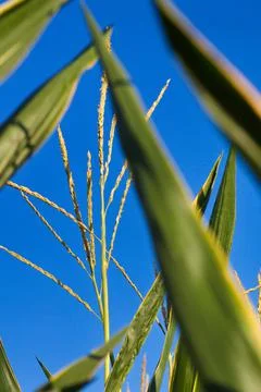 Extensive fields of corn to be harvested and fed to the population Stock Photos
