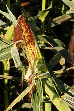 Extensive fields of corn to be harvested and fed to the population Stock Photos