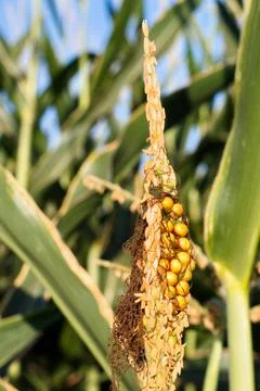Extensive fields of corn to be harvested and fed to the population Stock Photos
